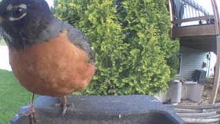 american robin