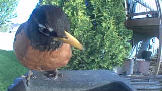 american robin