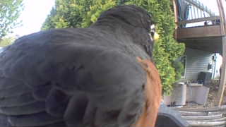 american robin
