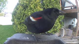 red-winged blackbird