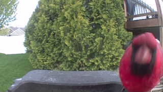 northern cardinal