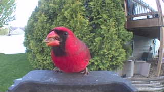 northern cardinal