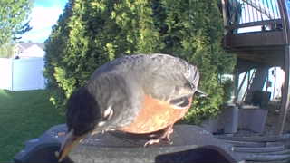 american robin