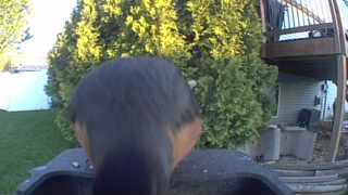 american robin