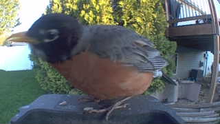 american robin
