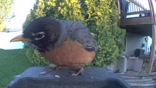 american robin