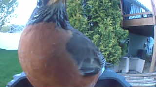 american robin