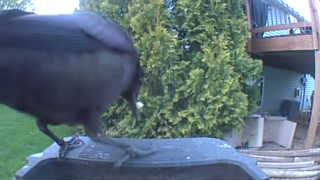 american crow