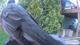 american robin