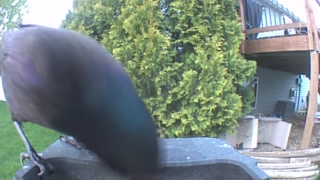 common grackle