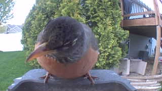 american robin