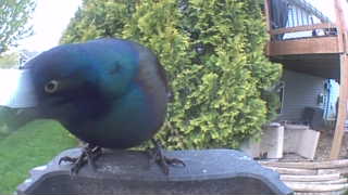 common grackle