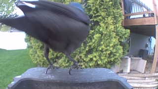 common grackle