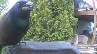 common grackle