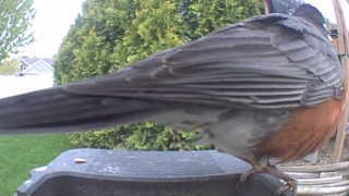 american robin