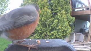 american robin