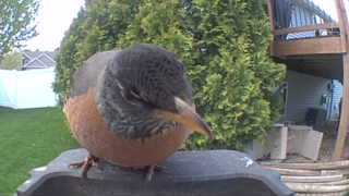 american robin