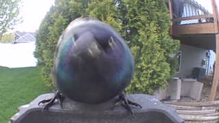 european starling