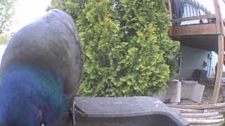 common grackle