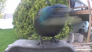 common grackle