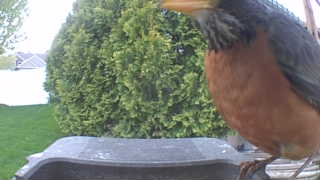 american robin
