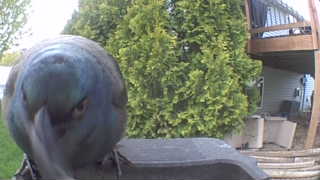 rock pigeon