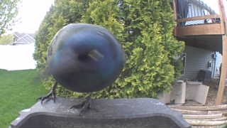 common grackle