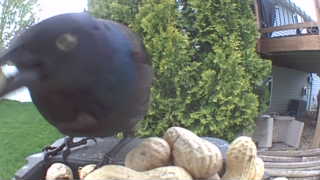 common grackle