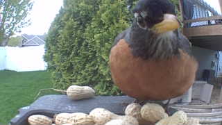 american robin