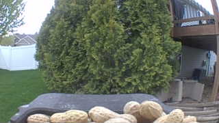 Unidentified clip