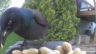 common grackle