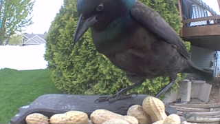 common grackle