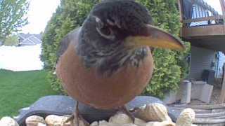 american robin