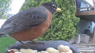 american robin
