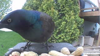 common grackle