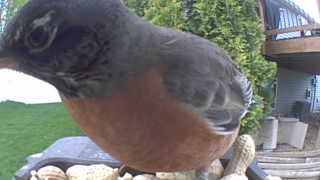 american robin