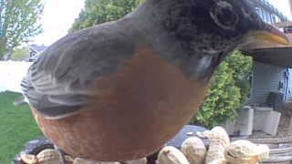 american robin
