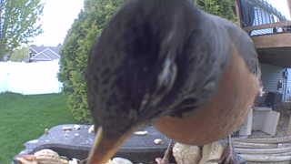 american robin