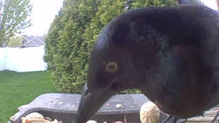 common grackle