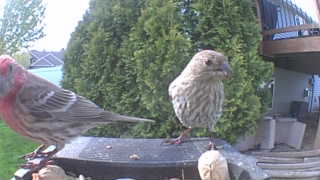 house finch