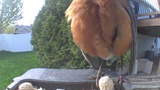 american robin