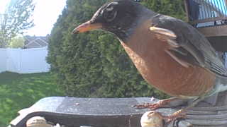 american robin