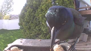 common grackle