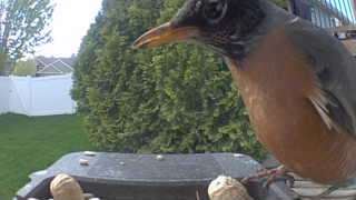 american robin