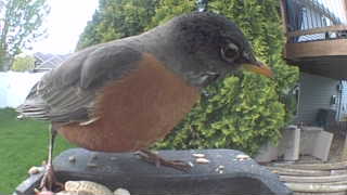 american robin