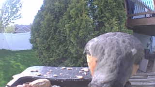 red-breasted nuthatch