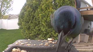 common grackle