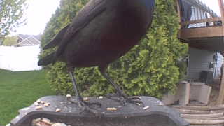 american crow