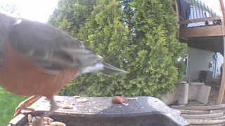 american robin