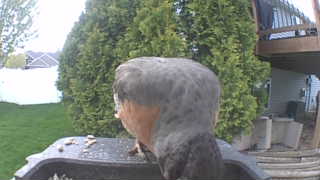 american robin